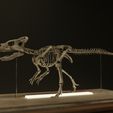 untitled.jpg Microceratus life size skeleton