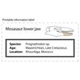 prognathodon_label.jpg Mosasaur Jaw