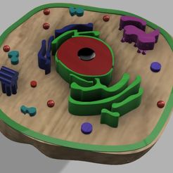 1.jpg STL-Datei Tierische Zelle・Design für 3D-Drucker zum herunterladen