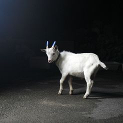 3061910482_e61a962b51_b.jpg Shepherd's She-Goat Finding Nightlight