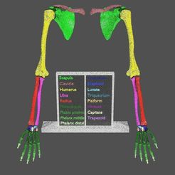 upper-limbs-with-girdle-color-coded-3d-model.jpg Modelo 3D de las extremidades superiores con faja codificada por colores