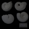 ammonites-500.jpg Fichier 3D Ammonites・Plan pour imprimante 3D à télécharger