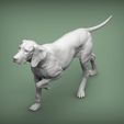 Hungarian-vizsla6.jpg Hungarian vizsla Hungarian Pointing Dog 3D print model