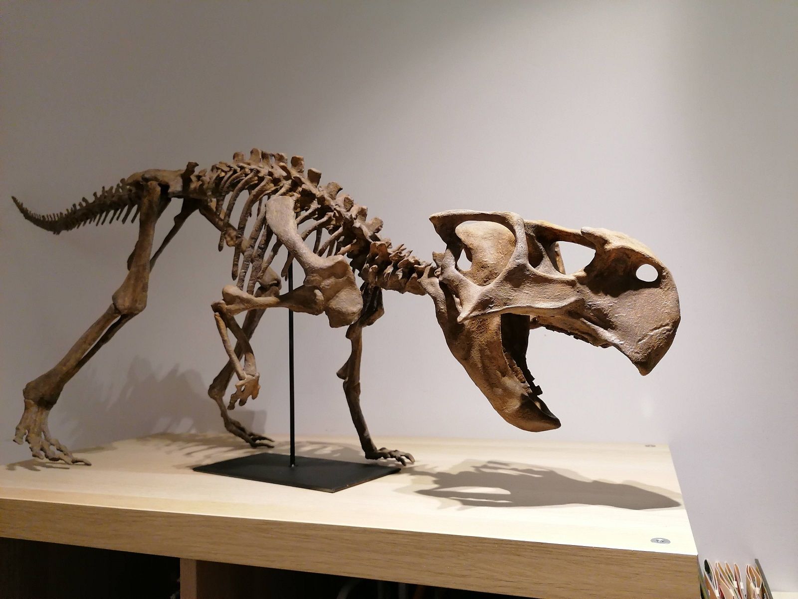 IMG_20220407_202253.jpg Fichier STL Squelette de dinosaure - Psittacosaurus V3・Plan à imprimer en 3D à télécharger, Think3dprint
