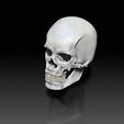 Skull03.jpg Human Head - Anatomy Skull- Reference Tool