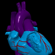 9.png 3D Model of Heart and Lungs