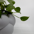 Plant-Close-Up.png Bubble Cloud Bottom Watering Planter