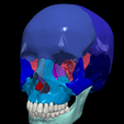 2.png 3D Model of Skull Bones