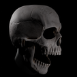 2.png Magnetic Articulated Skull