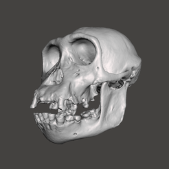 6.png Fichier STL gratuit Crâne de chimpanzé - Pan troglodytes verus・Design imprimable en 3D à télécharger, Valchanov