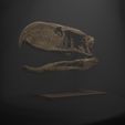 untitled.jpeg lifesized Andalgalornis Skull