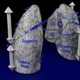 lung-pulmonary-segment-anatomy-3d-model-blend-10.jpg Lung Pulmonary segment anatomy 3D model