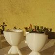 Planta Robert x4
