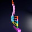 vertebrae-vertebral-column-color-labelled-3d-model-blend-1.jpg Vertebrae vertebral column color labelled 3D model