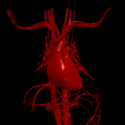 5.png 3D Model of Heart and Cardiovascular System