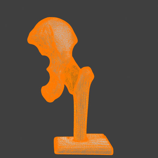 10.png 3D Hip Joint Anatomy Model