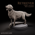 Preview1.png Retriever dog