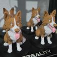 WhatsApp-Image-2026-01-11-at-09.42.423.jpeg Border Collie Dog Color Figure