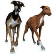 022.jpg DOG - DOWNLOAD Greyhound dog 3d model - Animated CANINE PET GUARDIAN WOLF HOUSE HOME GARDEN POLICE - 3D printing Greyhound DOG DOG DOG