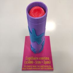 IMG_20191204_125833.jpg Fichier STL gratuit Capillaire sanguin - blood capillary・Modèle imprimable en 3D à télécharger