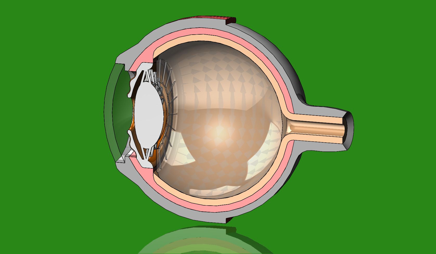 Part1-8.JPG Télécharger le fichier STL Modèle 3D de l'anatomie d'un œil humain • Objet imprimable en 3D, RachidSW