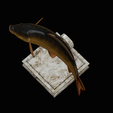 common-carp-trophy-2-2-1-17.png COMMON CARP (CYPRINUS CARPIO) fish in motion trophy statue detailed texture for 3d printing