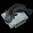 White-grouper-open-mouth-1-27.png fish white grouper / Epinephelus aeneus trophy statue detailed texture for 3d printing