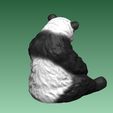 3.jpg Panda Bear