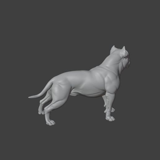 3.jpg Pit bull terrier