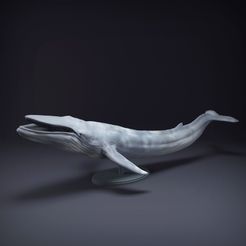 Blue_whale_open_mouth.jpg Archivo STL La ballena azul abre la boca・Diseño de impresora 3D para descargar, AnimalDenMiniatures