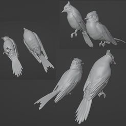 Aves.jpg Archivo STL Pájaros・Plan de impresión en 3D para descargar
