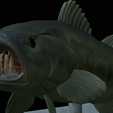 Bass-stocenej-13.png fish bass trophy statue detailed texture for 3d printing