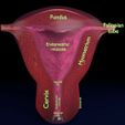 file-1.jpg Uterus cut open bisected labelled detail