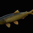 golden-dorado-statue-box-1-22.png fish golden dorado / Salminus brasiliensis with storage space / for 3d printing