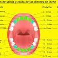 orden-de-caida-de-dientes-de-leche.jpg Tooth organizer for 20 baby teeth
