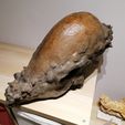 IMG_20200706_232234.jpg Pachycephalosaurus Skull