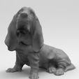 perro-5.jpg Bloodhound