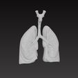 lungs2.jpg 肺