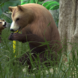 0_00012.png Bear DOWNLOAD Bear 3d model - animated for blender-fbx-unity-maya-unreal-c4d-3ds max - 3D printing Bear Bear