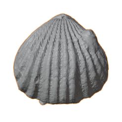 G032a.jpg STL file Ordovician brachiopod 7・3D printer design to download