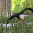 0_00024.png Eagle Eagle - DOWNLOAD Eagle 3d Model - Animated for Blender-Fbx-Unity-Maya-Unreal-C4d-3ds Max - 3D Printing Eagle Eagle BIRD - DINOSAUR - POKÉMON - PREDATOR - SKY - MONSTER