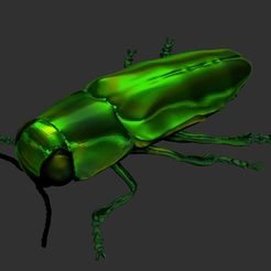 Anthaxia02b.jpg Free STL file Metallic wood-boring beetles (Anthaxia)・3D printing idea to download