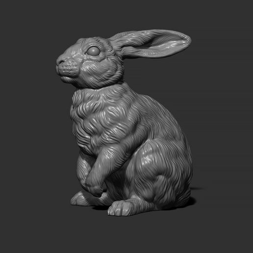 12.jpg Rabbit sitting