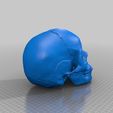 skull100_fixed.png Life-size Human Skull