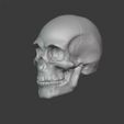 skull04.jpg Human Skull 2.0