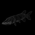 UV.jpg PIKE FISH Esox Masquinongy FISH ANIMAL SEA 3D MODEL 3D - FISH Muskellunge MONSTER HUNTER RAPTOR DINOSAUR RAPTOR 3D MODEL