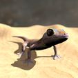 Pachydactylus-Rangei_Boden0001.jpg Namib Gecko -Pachydactylus rangaii-with full size texture + Zbrush Originals-STL 3D Print File-High Polygon