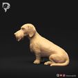 Dachshund-Wire-Haired-Pose-06-Dog-3D-Print-8s.jpeg Teckel à poil dur Pose 06