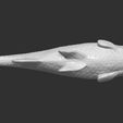 12.jpg Grass carp fish for 3D printing