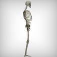 Right_View.jpg Human Skeletal System